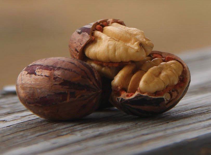 Pecan da Estância